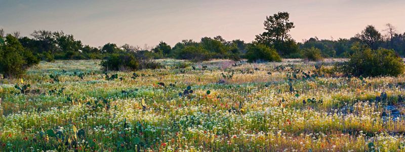 An expansive field of wildflowers with tree groves in the background.