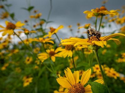 A bee on top of a vivid, yellow flower, surrounded by countless other Smooth Oxeye flowers in a Southwest Virginia meadow..
