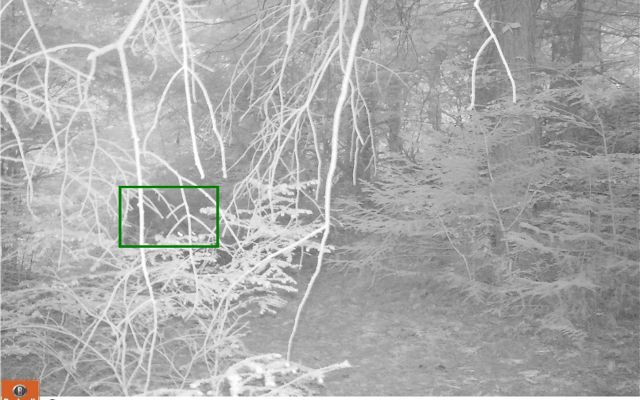 Animal in trail camera image