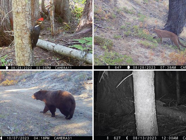 A collage of images of wildlife walking through a forest.