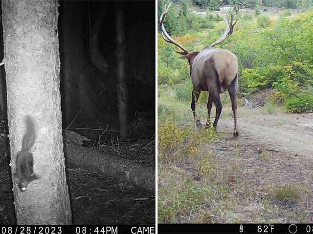 Side-by-side photos showing a squirrel on a tree at night and an elk walking down a trail in a forest.