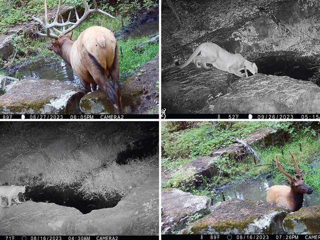 A collage of images of wildlife walking through a forest.