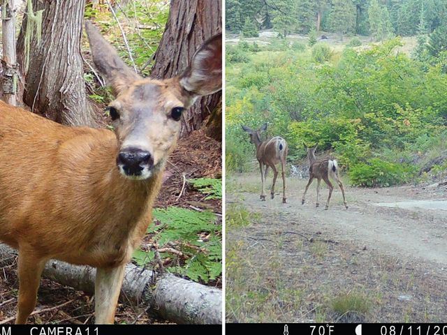 Side-by-side photos showing a deer looking into the camera and a family of deer walking down a trail in a forest.