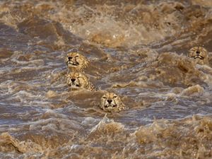 Cheetahs struggle to cross a swollen river in Kenya's Masai Mara following record-breaking rains