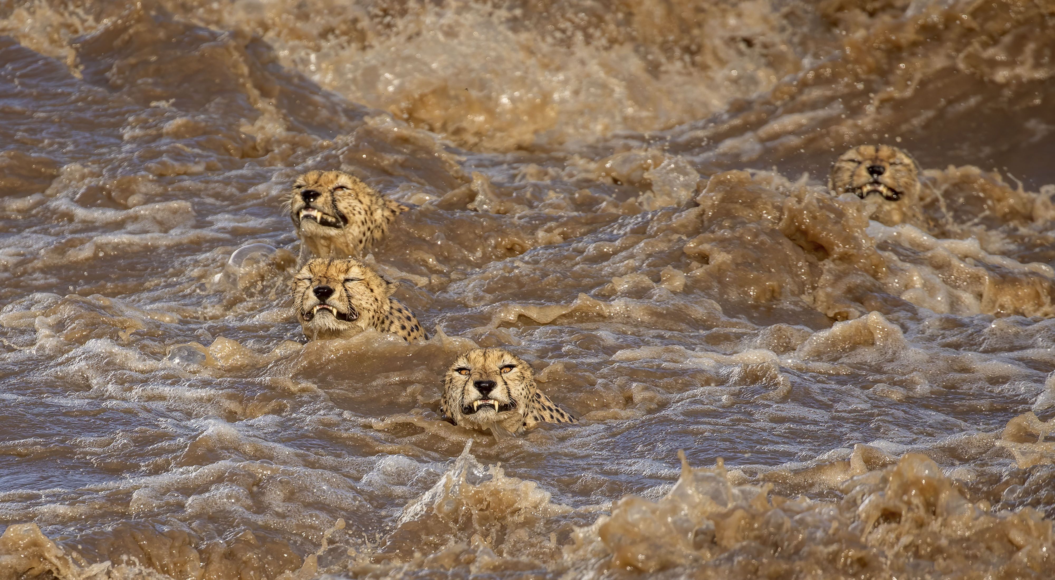 Cheetah struggle to cross a swollen river in Kenya's Masai Mara