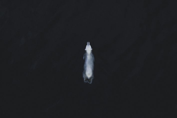 Polar Bear in Svalbard, Norway June 2019.