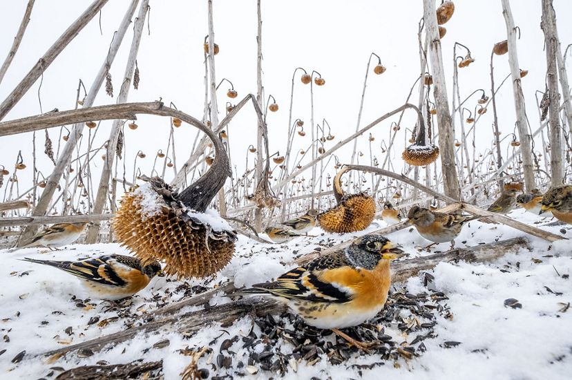 Several small, colorful birds pick up sunflower seeds in a field of dead sunflowers covered in snow.