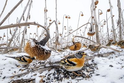 Birds feed on the seeds of sunflowers in the snow.