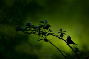 Silhouette of a bird singing against a green-hued background.