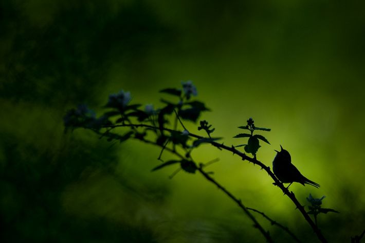 A Chestnut-sided Warbler sings out.