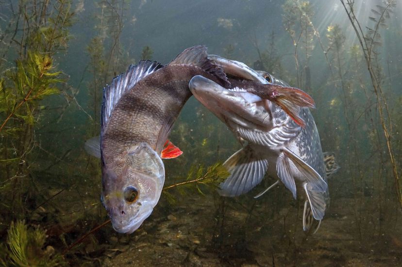 Underwater view of a pike with its jaws around the tail of a perch. They are surrounded by underwater vegetation.