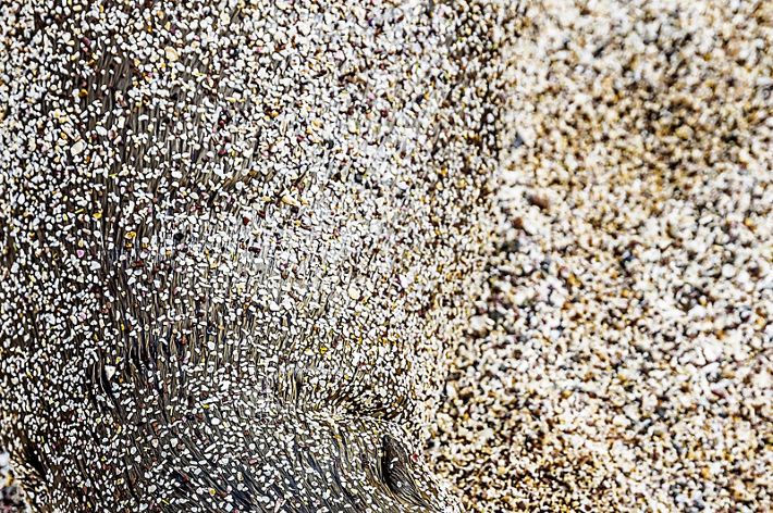 A close up of a Galapagos sea lion calf well camouflaged with sand on its fur.