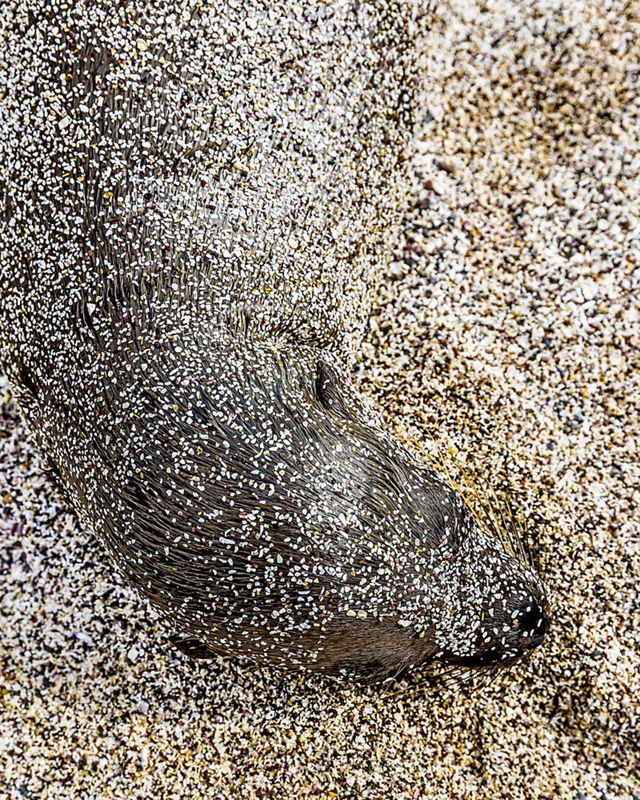 A close up of a Galapagos sea lion calf well camouflaged with sand on its fur.