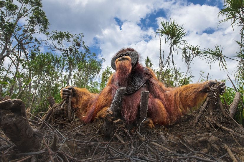 An adult orangutan grips broken branches of a felled tree among other small trees.