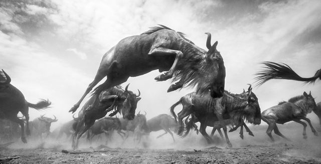 A black and white ground level view of leaping wildebeests in Maasai Mara National Reserve, Kenya.