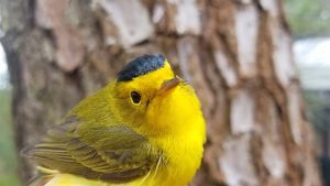 A small yellow bird with greenish brown wings and a dark gray cap stares quizzically at the camera.