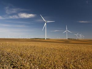 Wind turbines in a golden field.