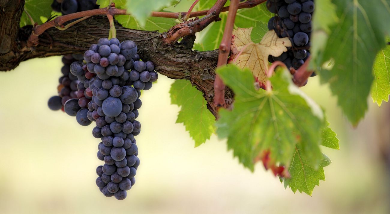 Close up view of purple grapes hanging off of a brown branch with green leaves.