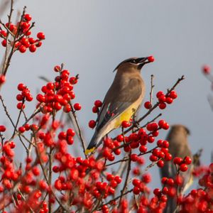 A bird sits among red berries. 