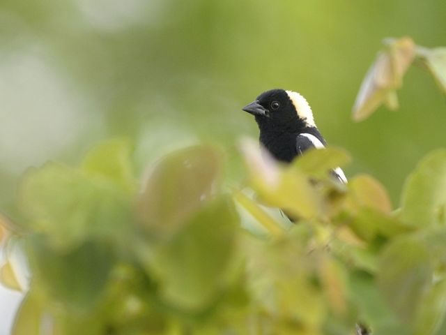 A bobolink, a small songbird with a black body and small yellow patch on the top of its head, perches in a leafy shrub.
