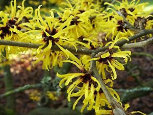 Yellow petals emerge from a witch hazel plant.