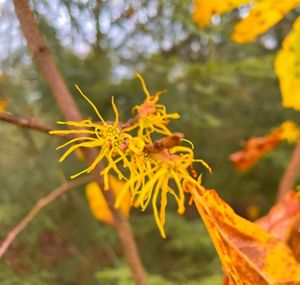 Witch hazel blossoms on a branch.