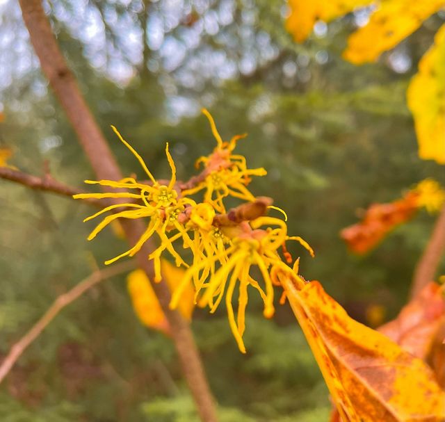 Witch hazel blossoms on a branch.