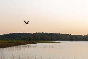 A silhouetted bird flies over a lake in front of a pale orange sky.