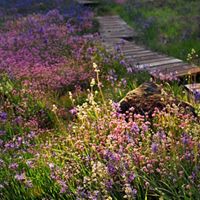Purple camas lilies, alongside rosy plectritus and other native wildflowers, lining a boardwalk in Camassia Natural Area’s wet meadows.