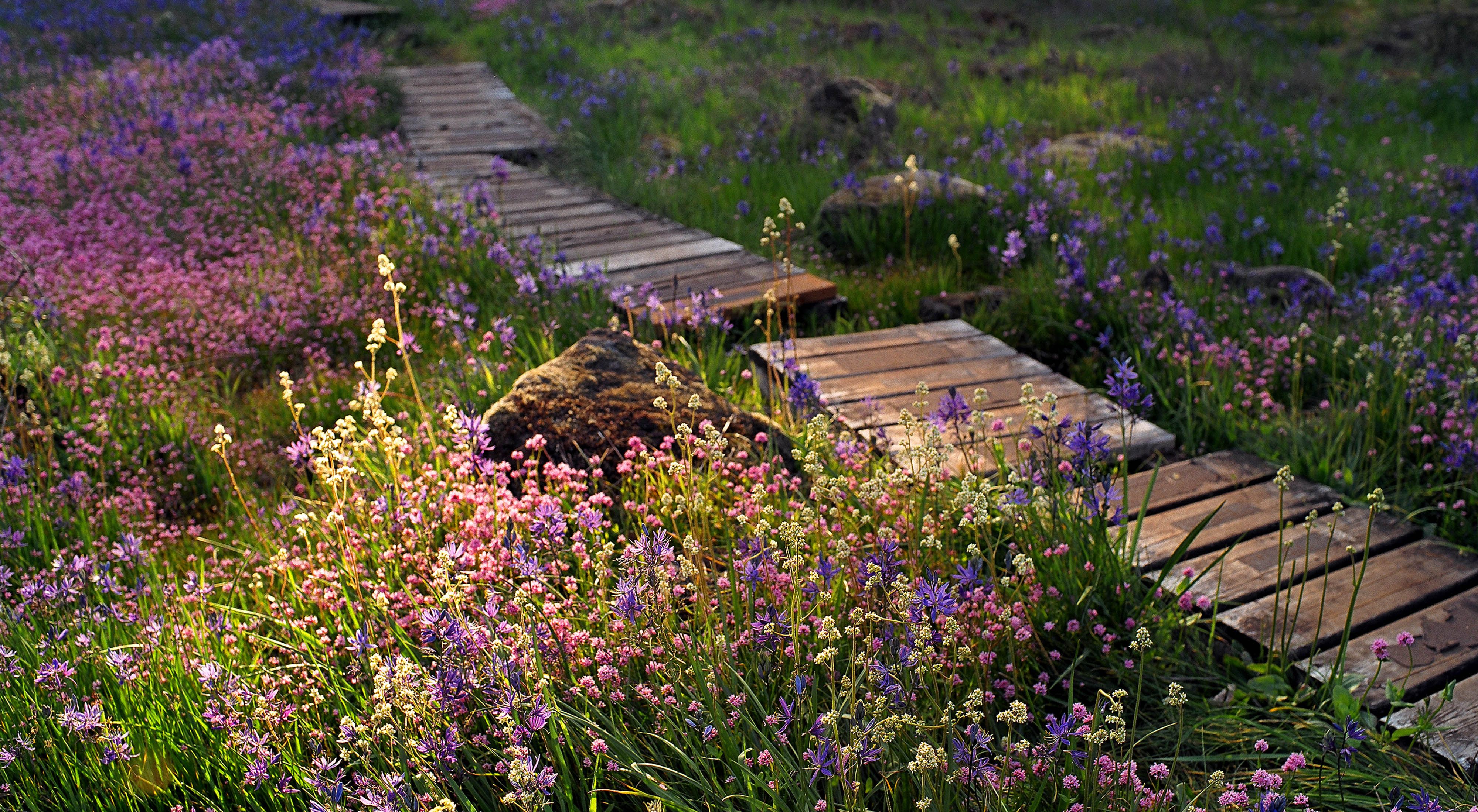 Pink and purple wildflowers along a wooden boardwalk.
