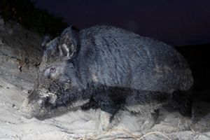 A wild pig with dark grey fur viewed from the side close to the camera on sandy ground.