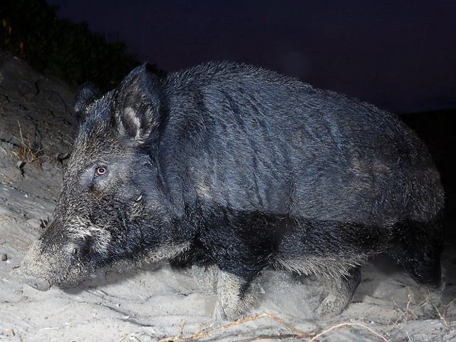 A wild pig on the sand at the beach at night.