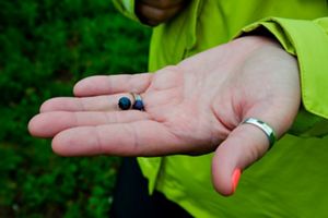 A hand holds two small blueberries.