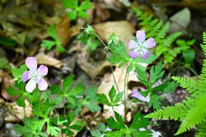 Small purple flowers bloom near a forest floor.