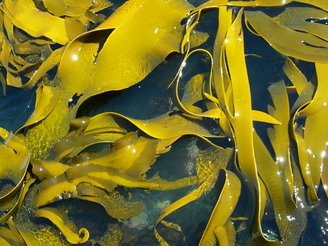 Scientists have found aquaculture can potentially help restore lost ecosystem systems. Pictured here is wild kelp in Kaikoura, New Zealand.