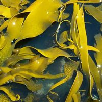 close up of brightly colored green kelp in water