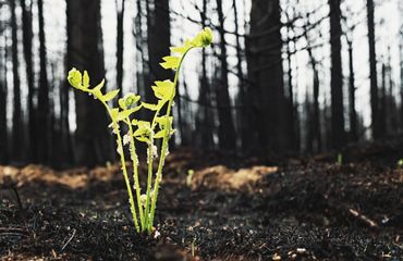 A strong, young fern growing from the earth after a wildfire.