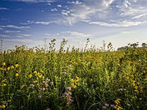 Wildflowers at Nachusa Grasslands.