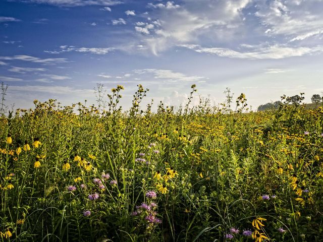 A variety of prairie widflowers in full bloom during summer.