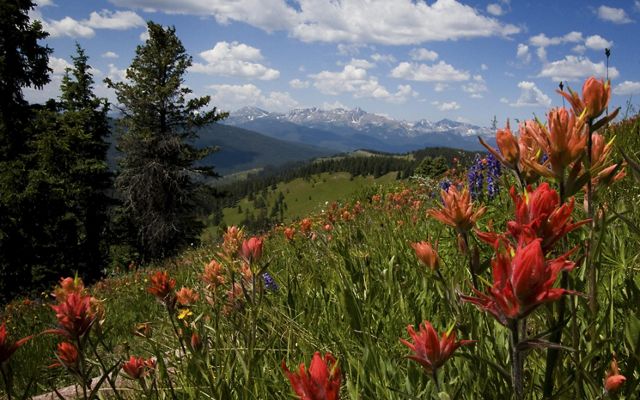 Bright red wildflowers on a Colorado hillside, with snowy mountains and blue sky in the distance.