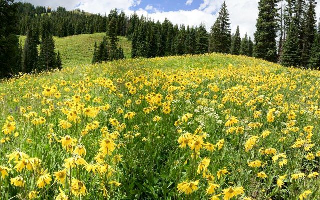 A grassy hillside covered in yellow flowers.