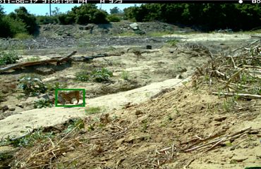 Wildlife camera photo with a green box drawn around the animal in the photo, either a bobcat or lynx.