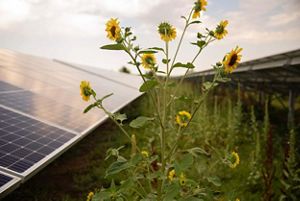 A farmer works on a row of plantings next to a solar panel array.