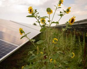 A farmer works on a row of plantings next to a solar panel array.