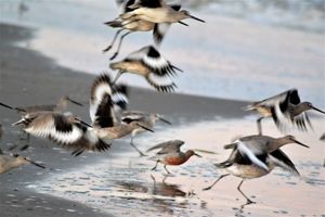 A group of red knot birds flock toward the water.
