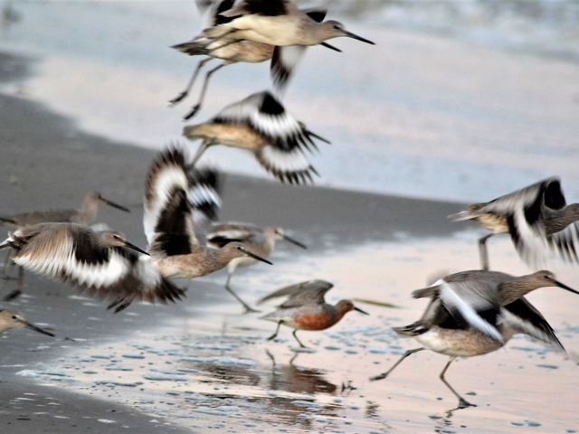 A group of red knot birds flock toward the water.