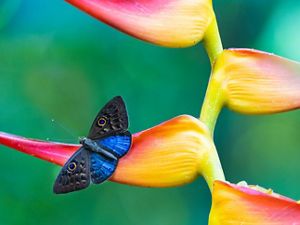 a blue and black butterfly rests on a colorful yellow and pink flower