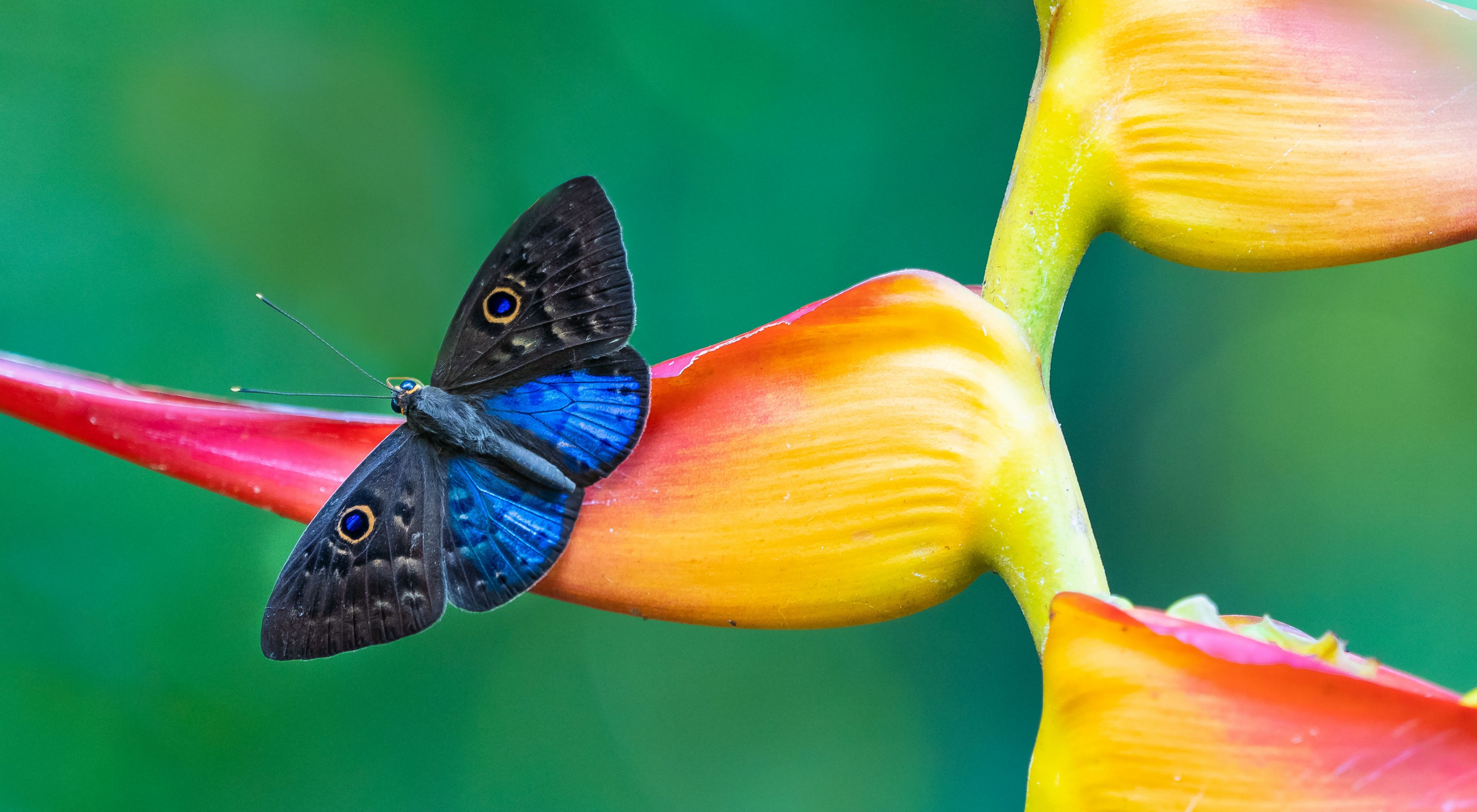 una mariposa azul y negra descansa sobre una colorida flor amarilla y rosa