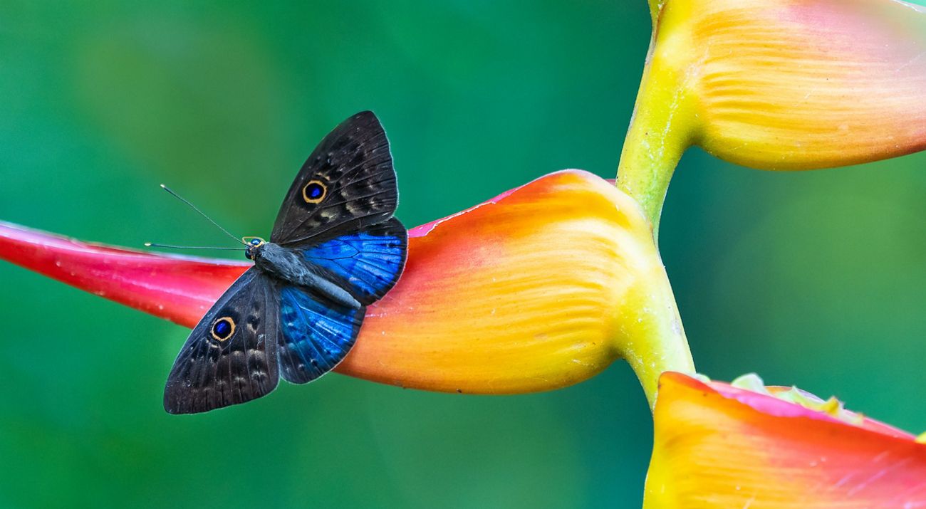 a blue and black butterfly rests on a colorful yellow and pink flower