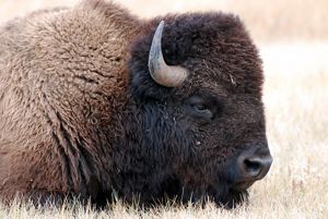 Bison closeup.